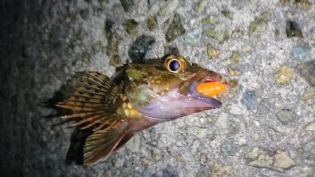 夏のロックフィッシュゲーム